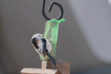 Raniuszek pospolity, mały, dziki ptak występujący na terenie Europy. Siedzi na metalowej konstrukcji karmnika, jest w trakcie zimowego dokarmiania przez człowieka. © boguslavus