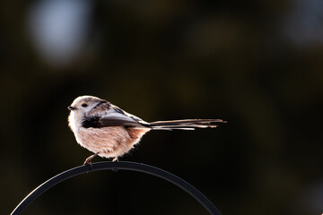 Raniuszek pospolity, mały, dziki ptak występujący na terenie Europy. Siedzi na metalowej konstrukcji karmnika, jest w trakcie zimowego dokarmiania przez człowieka. © boguslavus