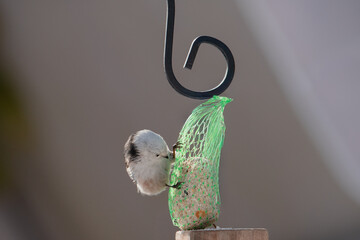 Raniuszek pospolity, mały, dziki ptak występujący na terenie Europy. Siedzi na metalowej konstrukcji karmnika, jest w trakcie zimowego dokarmiania przez człowieka. © boguslavus