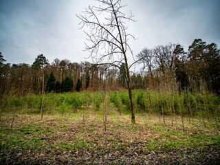 Wiederaufforstung im Mischwald