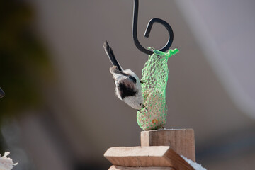 Raniuszek pospolity, mały, dziki ptak występujący na terenie Europy. Siedzi na metalowej konstrukcji karmnika, jest w trakcie zimowego dokarmiania przez człowieka. © boguslavus