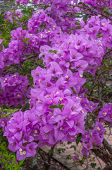 Close view of bougainvillea blossoms creating a rich floral pattern with strong color contrast and repetition.