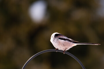 Raniuszek pospolity, mały, dziki ptak występujący na terenie Europy. Siedzi na metalowej konstrukcji karmnika, jest w trakcie zimowego dokarmiania przez człowieka. © boguslavus