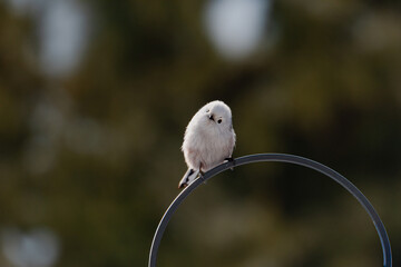 Raniuszek pospolity, mały, dziki ptak występujący na terenie Europy. Siedzi na metalowej konstrukcji karmnika, jest w trakcie zimowego dokarmiania przez człowieka. © boguslavus