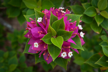Purple bougainvillaea flower cluster with vivid bracts and small white centres, lush green leaves...
