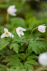 Beautiful vertical macro of white wood anemones (Anemone nemorosa) blooming in a spring forest. Soft natural light and artistic green bokeh background.