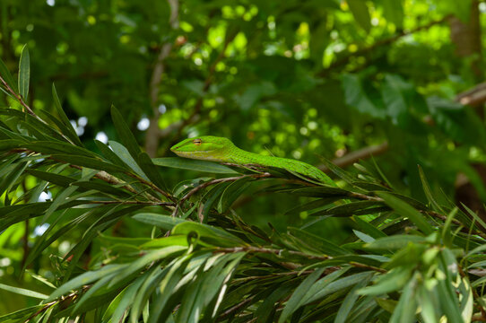 Slender green arboreal snake stretched across leafy branch, sharp focus on head and scales, natural wildlife scene with layered green foliage and soft forest background.