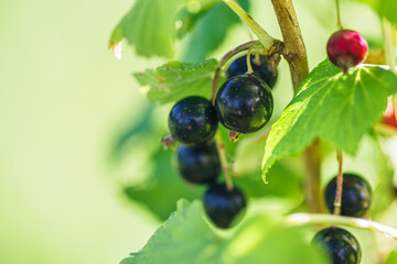 Dojrzałe owoce czarnej porzeczki (Ribes nigrum) na krzewie w letnim ogrodzie. Makrofotografia przedstawiająca kiść soczystych owoców na tle zielonych liści w naturalnym świetle słonecznym.