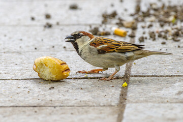 Wróbel zwyczajny (Passer domesticus) jedzący kawałek pieczywa na miejskim chodniku. Dokumentacja życia ptaków w mieście, problemu dokarmiania oraz zanieczyszczenia środowiska przez śmieci. © Henryk Niestrój