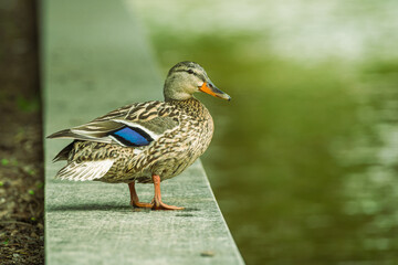Samica kaczki krzyżówki stojąca na betonowym murku nad wodą. Portret dzikiego ptaka w miejskim parku, widoczne detale upierzenia i niebieskie lusterko. Naturalne oświetlenie i rozmyte tło. © Henryk Niestrój