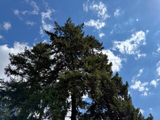 Fir trees in the coniferous forest. © OLENA LIALINA