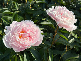 Peonies flowers beautiful pink white blooms. © OLENA LIALINA