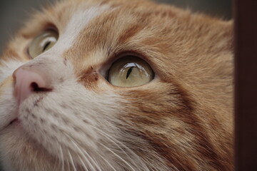 close up of a cat © debribakera