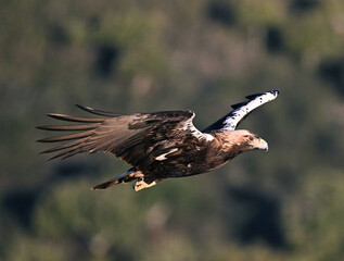 Obraz premium a powerful imperial eagle (aquila chrysaetos) on spain