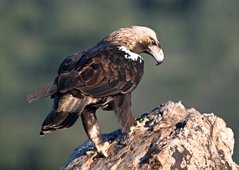 Fototapeta premium a powerful imperial eagle (aquila chrysaetos) on spain