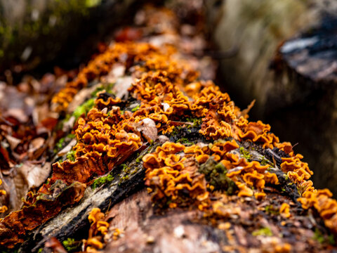 Baumpilze auf einem modrigen Baumstamm im Wald