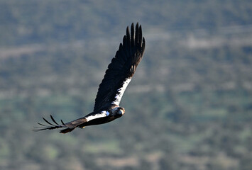 Fototapeta premium a powerful imperial eagle (aquila chrysaetos) on spain