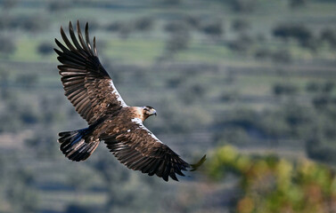 Obraz premium a powerful imperial eagle (aquila chrysaetos) on spain