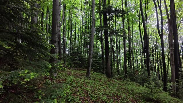 Beautiful calm forest. Afforestation and woods concept. Fresh young green leaves at warm spring or summer day