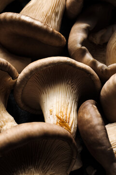 Fresh oyster mushrooms, focus on a mushroom in the middle