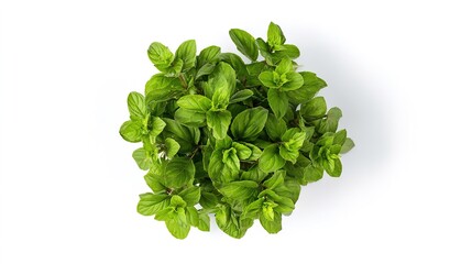 Obraz premium The Allure of Freshness - A Close-Up View of Mint Leaves