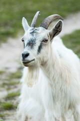 Fototapeta premium Portrait of a white domestic goat with horns and beard on a farm. Close-up vertical shot with beautiful soft bokeh background.