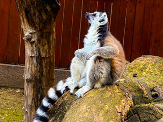 Fototapeta premium Ring-tailed lemur sitting on wooden branch. Observation, adaptation, and survival of primates in natural and enclosed habitats.