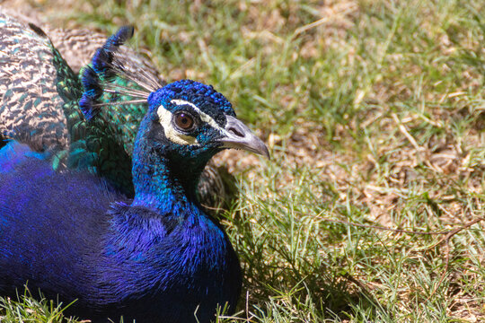 Pavo real macho descansando en el pasto