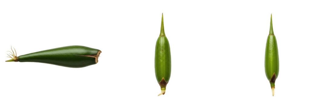 Set of Rhizophora Mangrove Propagules and Young Seedlings Transparent Background PNG