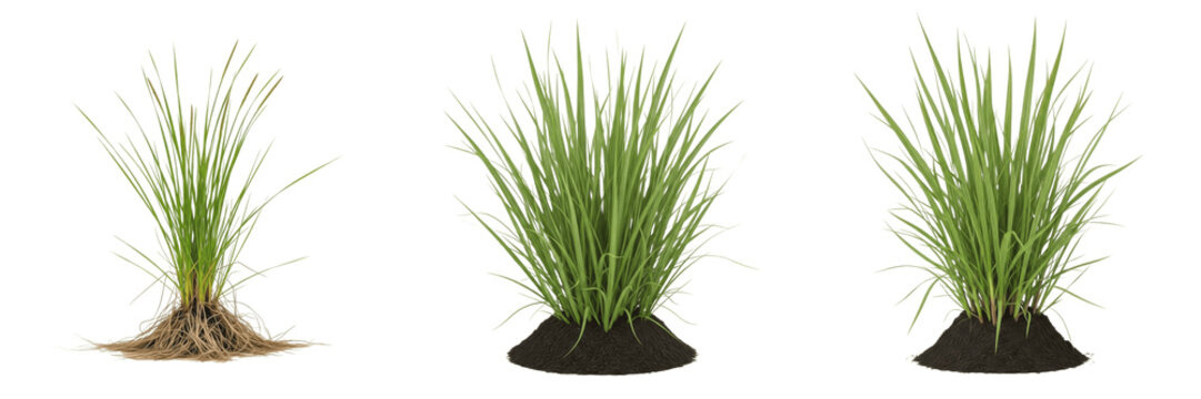 Set of Cymbopogon Citratus Lemongrass Plant Transparent Background PNG