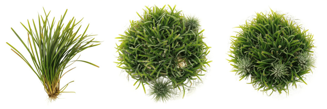 Set of Sea Grass and Brown Kelp Aquatic Plants Transparent Background PNG