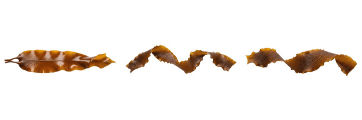 Fototapeta premium Set of Bull Kelp Fronds, Kombu Seaweed, and Brown Laminaria Algae PNG