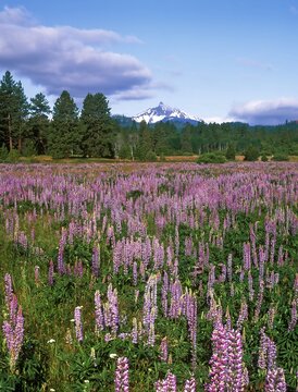Black Butte Ranch in Central Oregon, lupine flowers and Mt Washington in background