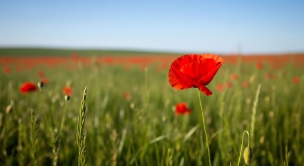 Obraz premium Vibrant Red Poppy in Blooming Field.