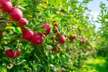 Obraz premium Vibrant Red Apples in Sunny Orchard Ready for Autumn Harvest Season