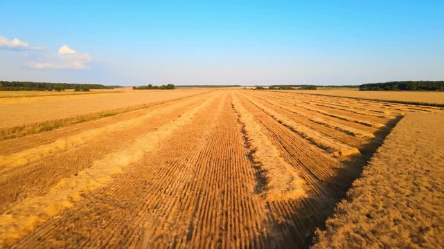 Aerial view captures a vast field of golden crops under a serene, cloud-dotted blue sky