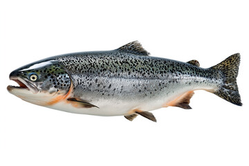 Obraz premium Fresh raw Atlantic salmon fish isolated on a white background. Close up of whole silver salmon with distinctive spots and orange belly, representing healthy seafood and luxury food
