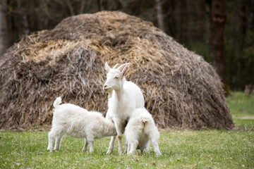 Obraz premium White mother goat nursing two cute kids on a farm field with a haystack and beautiful forest bokeh. Professional rural photography of domestic livestock in spring. Capra aegagrus hircus