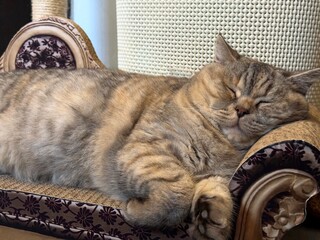 Sleeping cat on the couch. © OLENA LIALINA