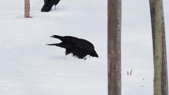 The rook digging in snow for food in winter, Corvus frugilegus
