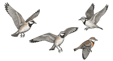 Illustration of five horned larks in flight with wings spread, showcasing their distinct markings
