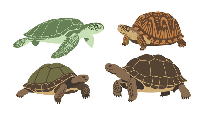 Collection of four distinct turtle species illustrated on a white background