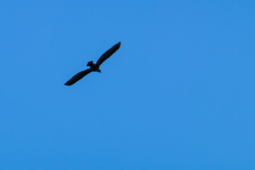 Fototapeta premium Anhinga (Anhinga anhinga) flying with wings extended in blue sky, rear view. Dark aquatic bird with long neck and pointed bill isolated against clean background in natural glide.