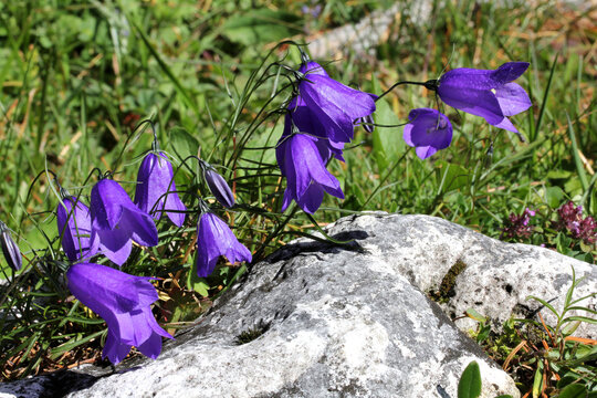 azzurre campanule (Campanula scheuchzeri)