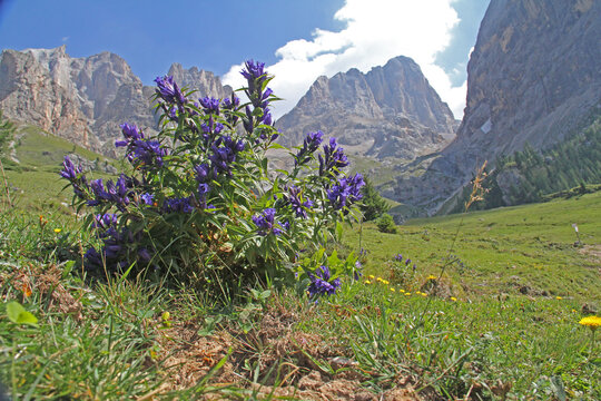 grande cespo di asclepiade (Gentiane asclepiadea); sullo sfondo, la Marmolada