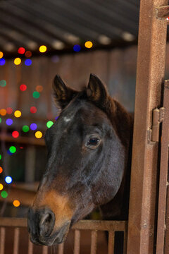 Christmas Horse with barn  stable stall decor for holiday