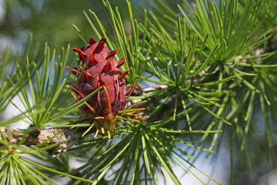 larice (Larix decidua); il fiore femminile si sta trasformando in pigna
