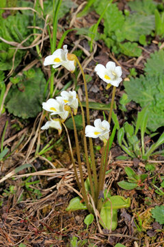 erba unta bianca, pinguicola (Pinguicula alpina)