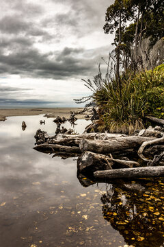 Driftwood and native vegetation along a tranquil New Zealand coastline