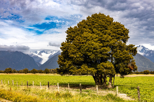 Lone tree with Southern Alps in the background in New Zealand
